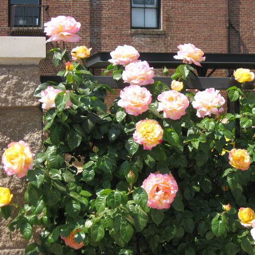 Világossárga - rózsaszínes széllel - Teahibrid virágú - magastörzsű rózsafa- egyenes szárú koronaforma